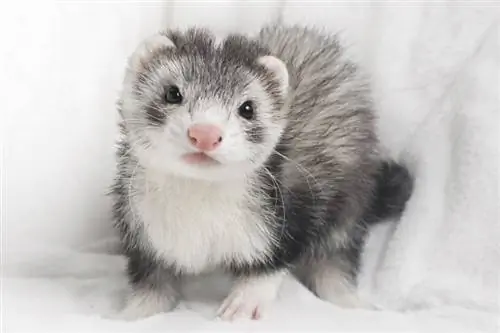 Blaze Ferret: Facts & Rarity (with Pictures)