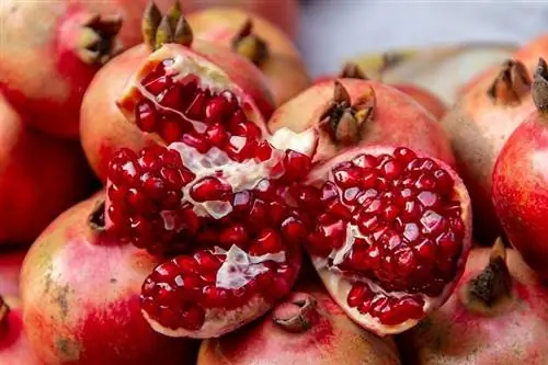 Können Hühner Granatapfel essen? Alles, was Sie wissen wollen