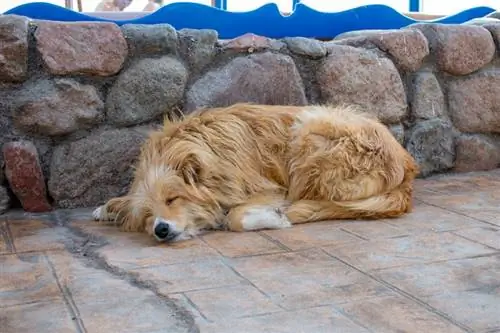 Miért alszik a kutyám többet a szokásosnál? Aggódnom kellene?