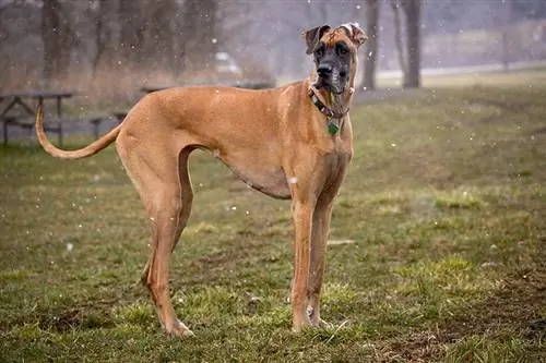 Fawn Great Dane: Facts, Origin & History (with Pictures)
