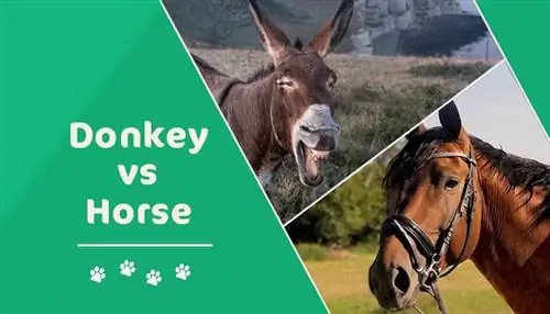 Ase vs cavall: quina diferència hi ha? (Amb Imatges)