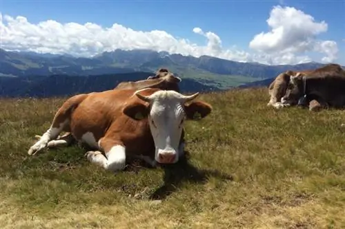Mely állatok támadják meg a teheneket? 10 ragadozó áttekintése