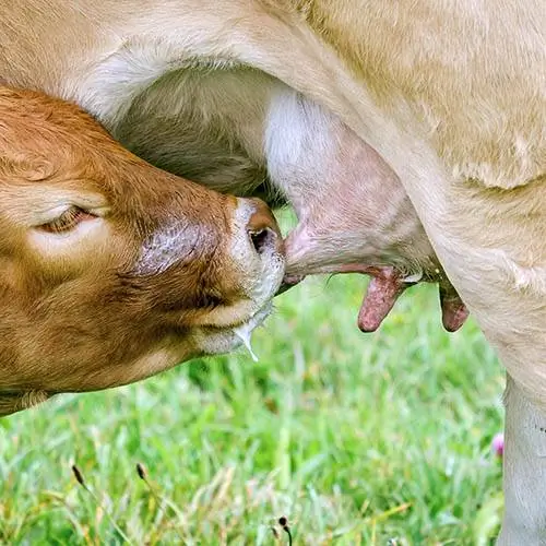 วัวต้องรีดนมไหม? สิ่งที่ต้องรู้