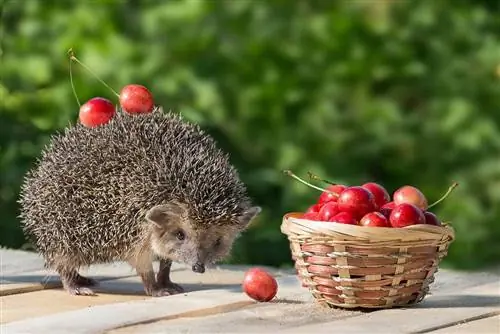 Mogu li ježevi jesti trešnje? Šta treba da znate
