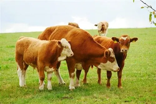 آیا گاوها باهوش هستند؟ این چیزی است که علم به ما می گوید