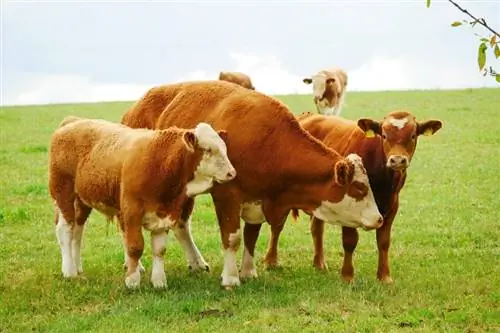 Les vaches sont-elles intelligentes ? Voici ce que la science nous dit