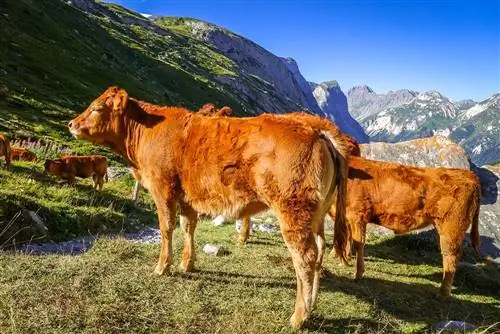 12 races de bestiar francès: una visió general (amb imatges)