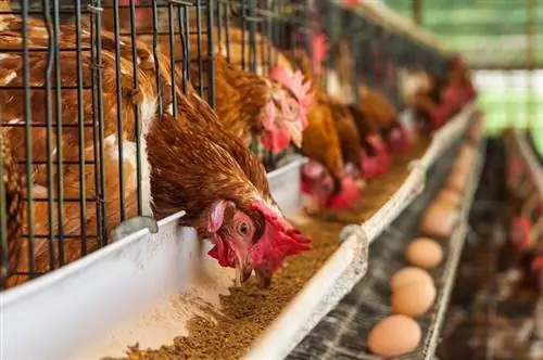 Negeri Mana Yang Paling Banyak Menternak Ayam? (Dikemas kini pada 2023)