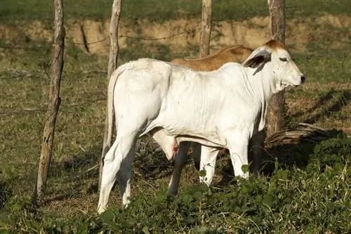 Vacas machos têm úbere? Fatos surpreendentes