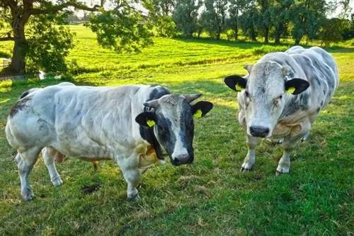Berapa Banyak Hay Yang Dimakan Lembu? Apa yang Anda Perlu Tahu