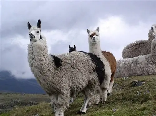 4 verskillende lama-rasse (met prente)