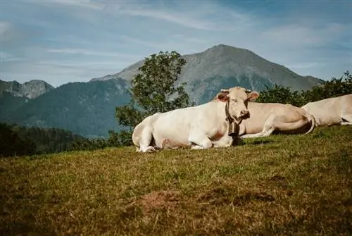 ছবি