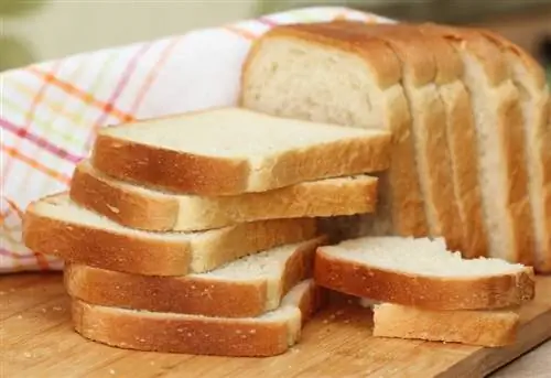 Kan krimpvarkies brood eet? Wat jy moet weet