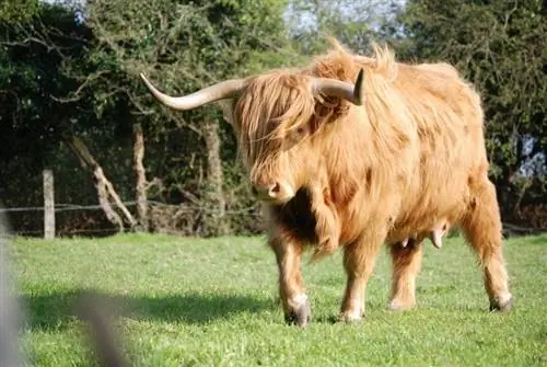 Highland Cattle Breed: fakta, användningsområden, ursprung & Egenskaper (med bilder)