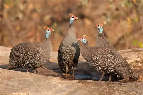 Behelmtes Perlhuhn: Fakten, Verwendung, Bilder, Herkunft & Merkmale