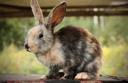 Harlequin Rabbit Breed: รูปภาพ ลักษณะ ข้อเท็จจริง