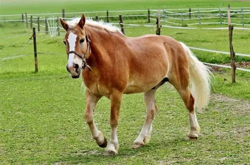 Haflingský kôň: Fakty, životnosť, správanie & Sprievodca starostlivosťou (s obrázkami)