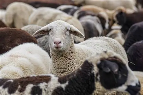 Wie viel Platz brauchen Schafe, um glücklich zu sein?