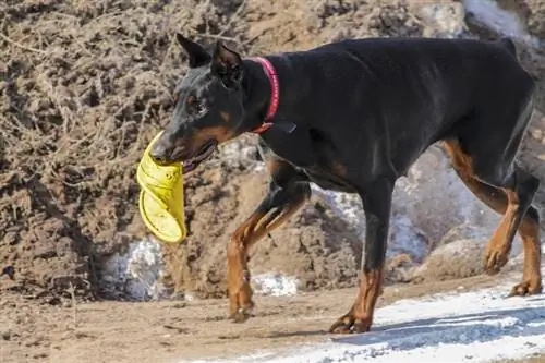 Hvor sterk er en Dobermans bitekraft? (PSI-mål & fakta)