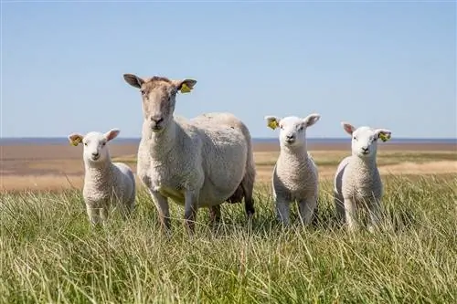 Шинэ Зеландад хэдэн хонь байдаг вэ? (2023 оны шинэчлэл)
