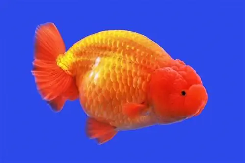 Lionhead Goldfish: verzorging, variëteiten, levensduur & Meer (met afbeeldingen)