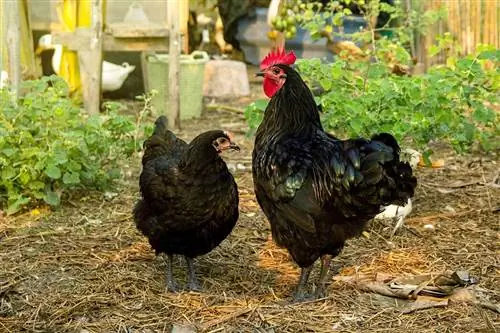 Australorp kylling: fakta, levetid, adfærd & Plejevejledning (med billeder)