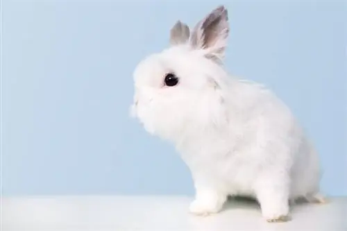 Jersey Wooly Rabbit: Fakta, levetid, adfærd & Plejevejledning (med billeder)