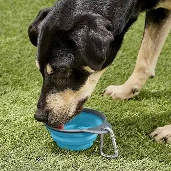 10 najlepších skladacích misky na vodu pre psov v roku 2023 – recenzie & najlepších