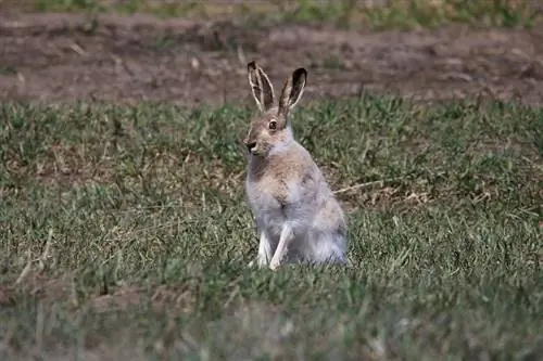 Ali lisice napadajo in jedo zajce?