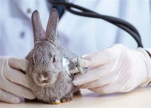 8 bežných chorôb & Poruchy u králikov (a čo robiť)