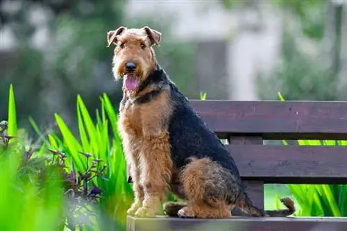 Ponad 100 imion Airedale Terrier: pomysły na eleganckie psy &