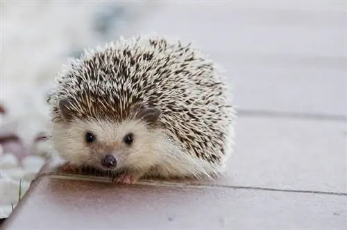 Yuav Ua Li Cas Xaiv Lub Cage Loj rau Hedgehogs