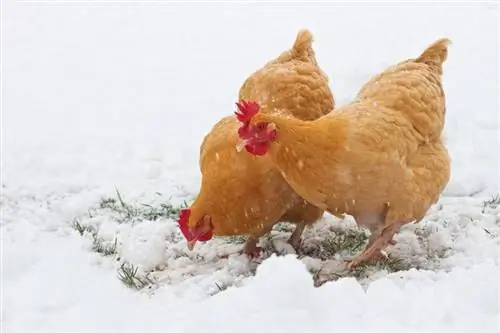 Sa i ftohtë është shumë i ftohtë për pulat e mia? (Udhëzuesi i temperaturës 2023)
