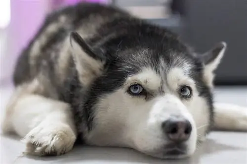 10 legidősebb kutyafajta (képekkel)
