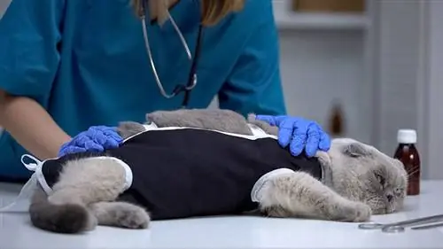 A shtojnë peshë të gjitha macet pas sterilizimit? Përgjigja befasuese