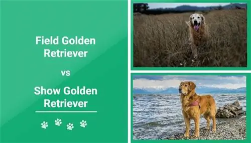 Kuldne retriiver vs kuldne retriiver: mille poolest need erinevad? (koos piltidega)
