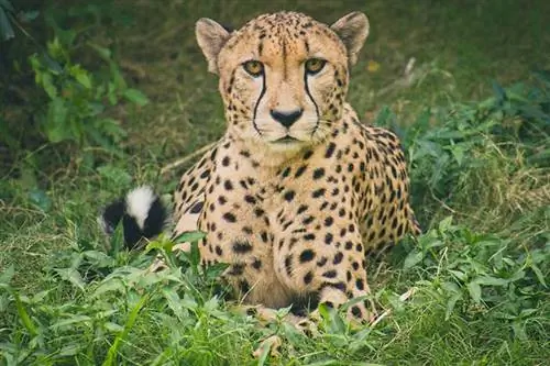 Ar gali gepardas murkti? Kokius garsus jie skleidžia?