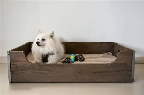 Kā likt savam suni izmantot savu jauno suņu gultu - 7 veidi