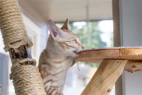 Kell a macskáknak macskafa? Amit a tudomány mond