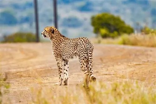 Gepardų pagalbiniai šunys – paaiškinti nuostabūs santykiai