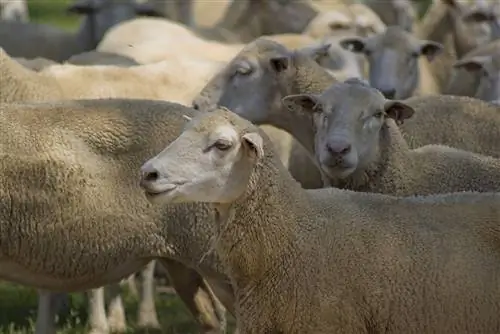 Dorper Sheep: คู่มือการดูแล, พันธุ์, รูปภาพ & เพิ่มเติม