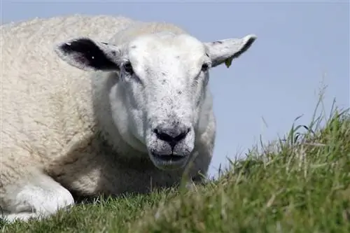 Dorset Sheep: Fakta, levetid, adfærd & Pleje (med billeder)