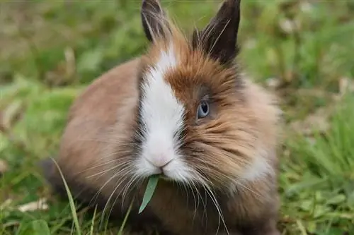 Zábavné obrázky králíků: 15 zajíčků, kteří tě rozbijí