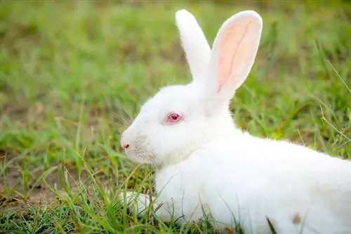 Informações sobre a raça Satin Rabbit: fotos, características, & fatos