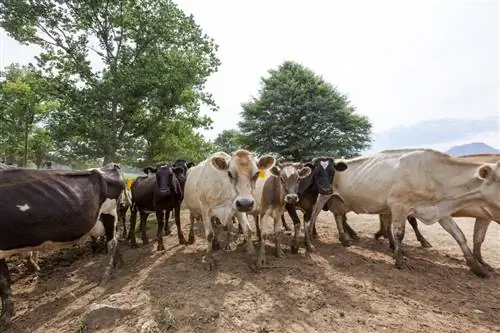 Drakensberger pasmina goveda: činjenice, upotreba, porijeklo & Karakteristike (sa slikama)