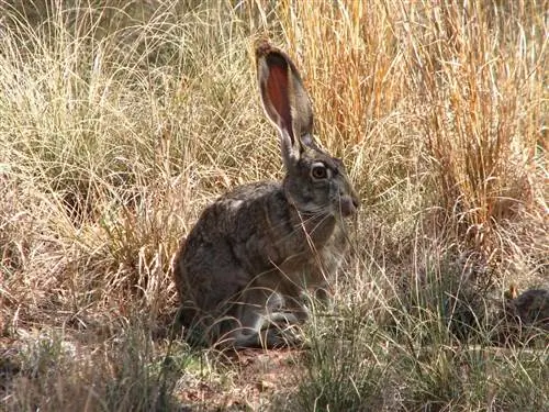 Информация за породата заек с черна опашка: снимки, черти, & факти