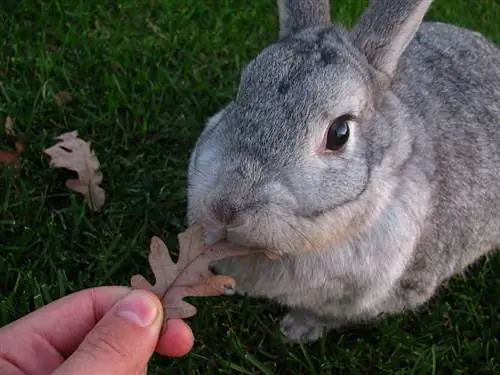 Información de la raza de conejo chinchilla gigante: imágenes, rasgos, & Datos