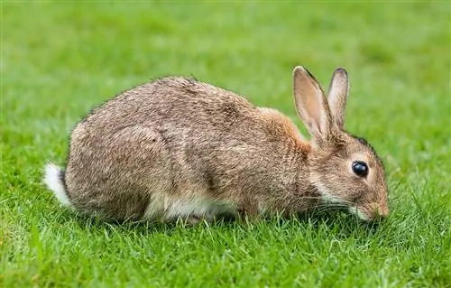 Europeisk kaninraseinformasjon: Bilder, egenskaper, & Fakta