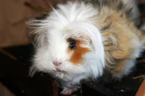 Lunkarya Guinea Pig Info: Gambar, Sifat, & Fakta