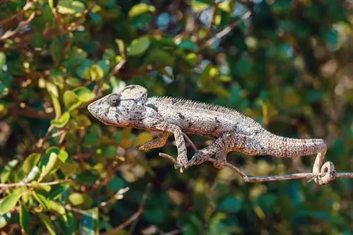 ছবি